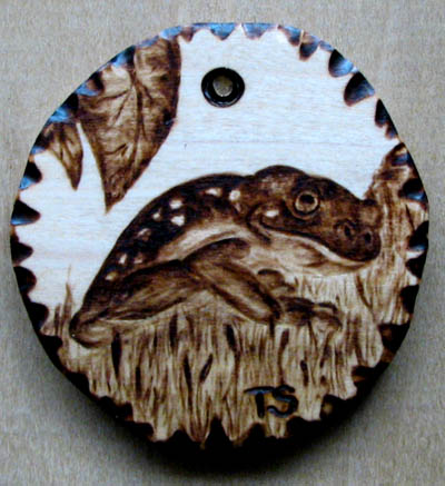 Hyla frog zaba woodburning